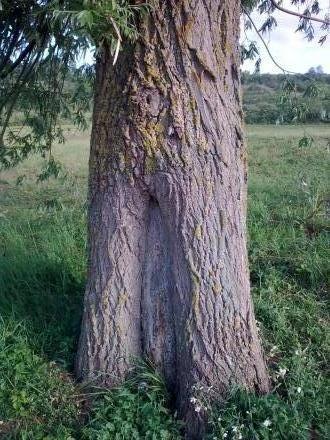 Le corps de l'arbre